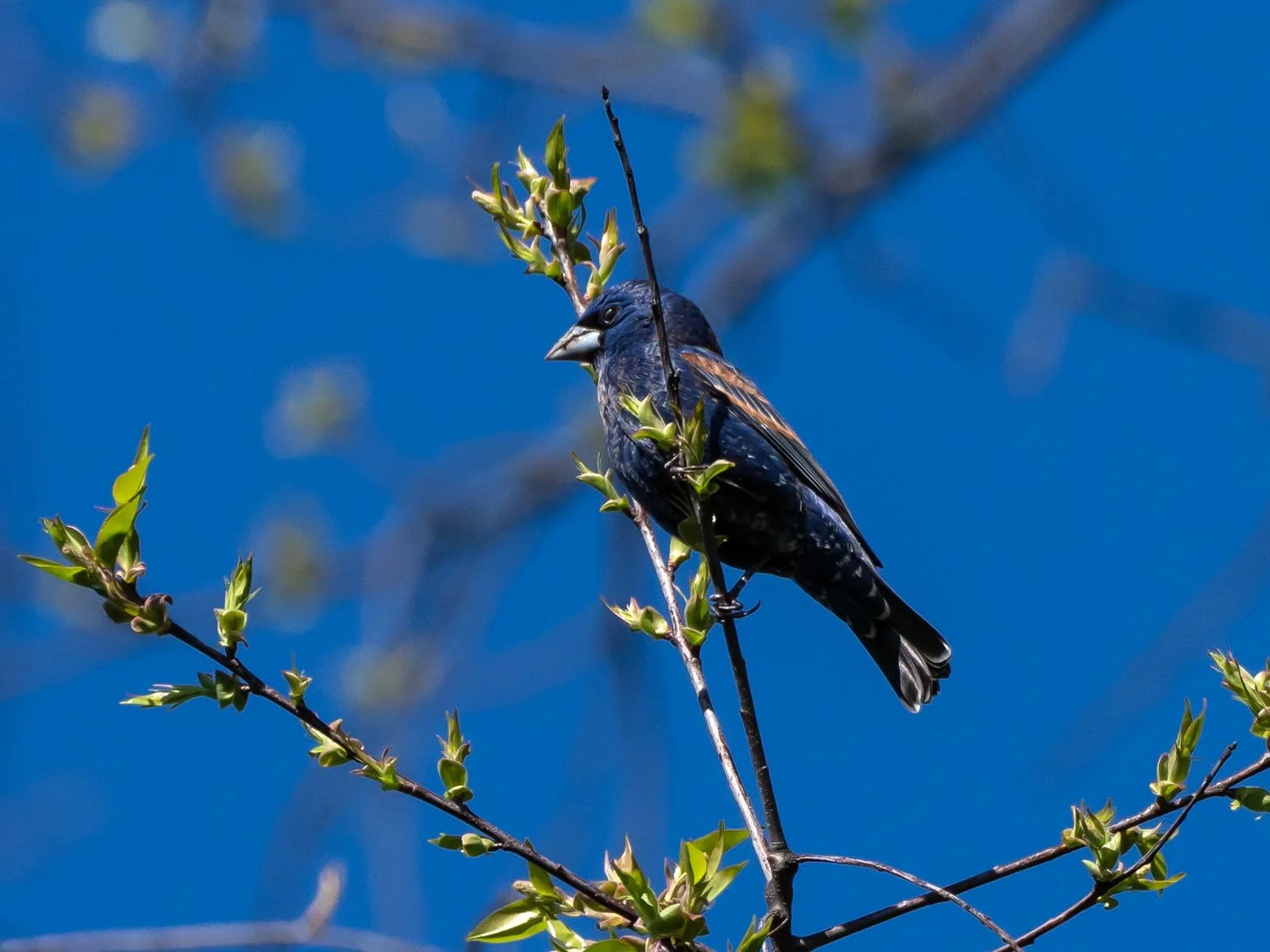 Blue Grosbeaks — Susan Kirby